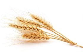 Wheat, gluten
