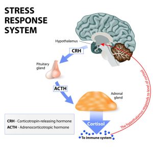 Stress response system. Stress is a main cause of high levels of cortisol secretion. Cortisol is a hormone produced by the adrenal cortex.