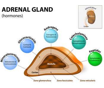 Fatigue: Adrenal function diagram