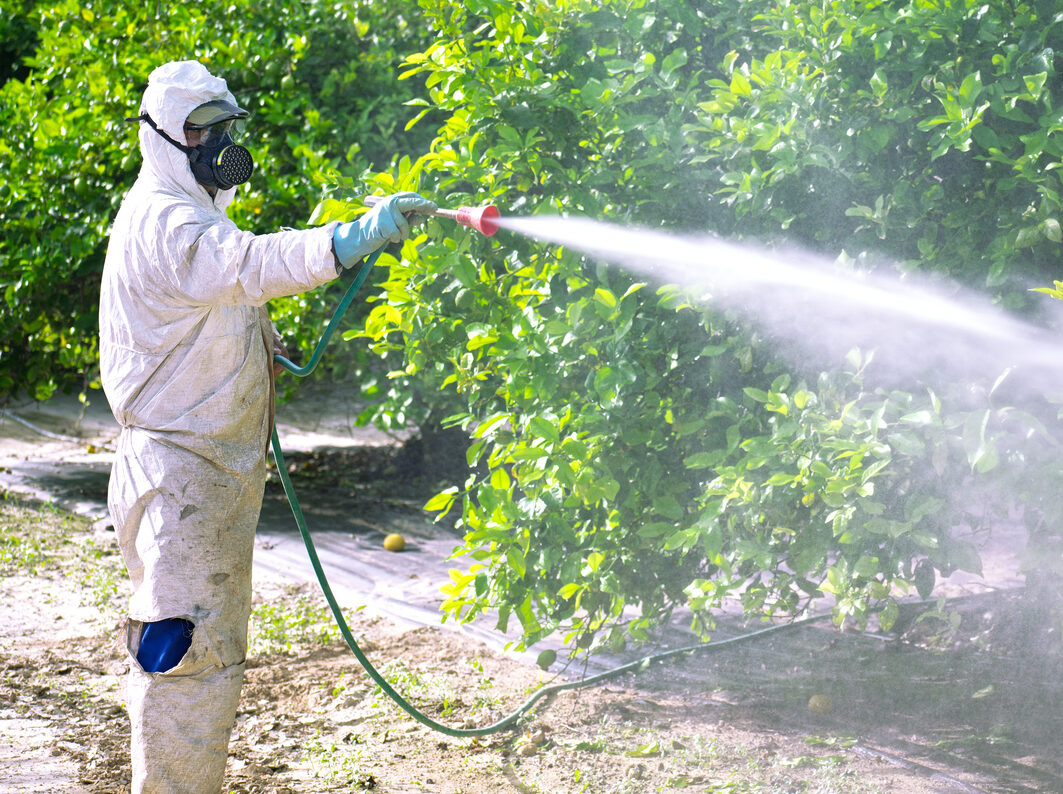Man spraying pesticide on organic ecological agriculture plantation. Man spraying chemicals on plants food