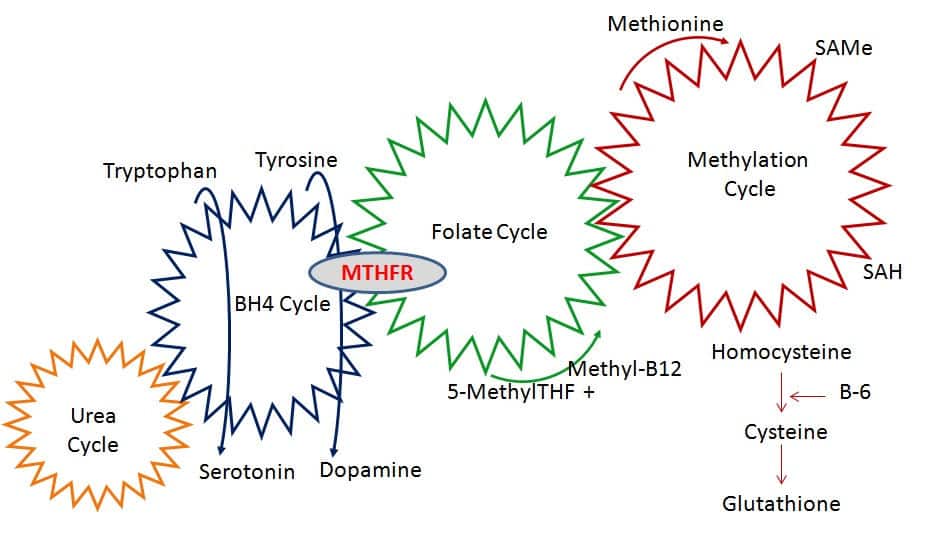 genetic testing methylation cycle